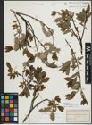 Foto von Salix myrsinifolia Salisb. x Salix phylicifolia L.